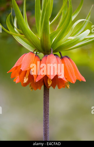 Nahaufnahme von einer Krone Imperial Fritillary (Fritillaria Imperialis), wächst in RHS Harlow Carr in Yorkshire, England. Stockfoto