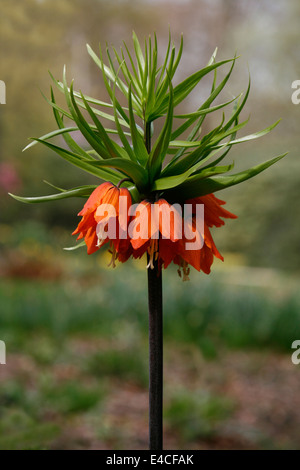 Nahaufnahme von einer Krone Imperial Fritillary (Fritillaria Imperialis), wächst in RHS Harlow Carr in Yorkshire, England. Stockfoto