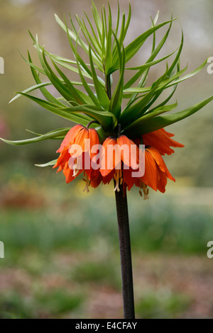 Nahaufnahme einer Crown Imperial Fritillary (Fritillaria Imperialis) wächst in RHS Harlow Carr in Yorkshire. Stockfoto