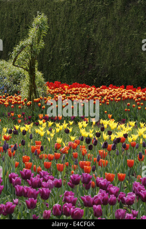 Masse der Tulpen - Teil der Frühling-Anzeige bei RHS Harlow Carr, Harrogate, Yorkshire. Stockfoto