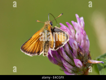 Kleine Skipper Butterfly Fütterung auf Rotklee. Hurst Wiesen, West Molesey Surrey, England. Stockfoto