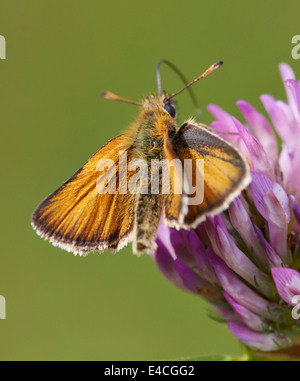 Kleine Skipper Butterfly Fütterung auf Rotklee. Hurst Wiesen, West Molesey Surrey, England. Stockfoto