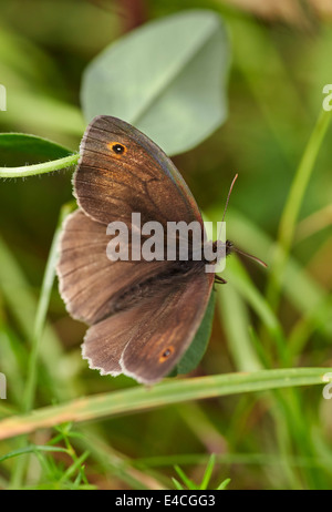 Wiese braun Schmetterling. Hurst Wiesen, West Molesey Surrey, England. Stockfoto