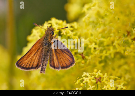 Kleiner Schmetterling mit Skipper auf Lady's Labkraut. Hurst Wiesen, West Molesey Surrey, England. Stockfoto