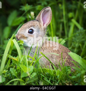 Junge Kaninchen knabbern vegetation Stockfoto