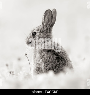 Kaninchen in Monochrom Stockfoto