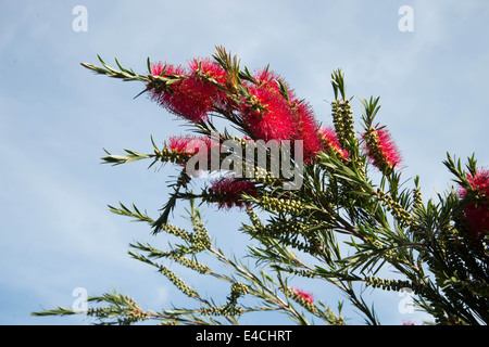 Cornwall. Roseland Halbinsel. Bürste Flaschenbaum - rote Blüten, die gegen den Himmel gesehen. Stockfoto