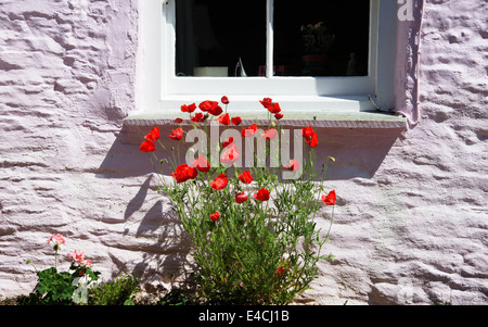 Cornwall. Roseland Halbinsel. St. Mawes. Rote Mohnblumen Rosa Wand wächst. Stockfoto