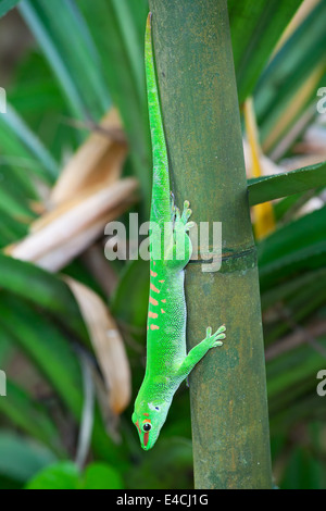 Grünen Gecko auf dem Bambus (Zoo Zürich) Stockfoto