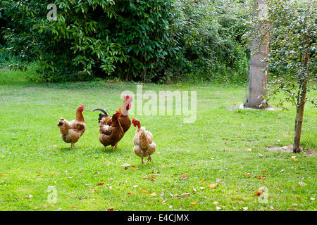 Ein Hahn und seine Hühner auf Rasen Stockfoto