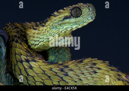 Dornigen Busch Viper / Atheris Hispida Stockfoto