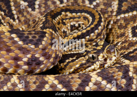 Cascavel / Crotalus Durissus Stockfoto