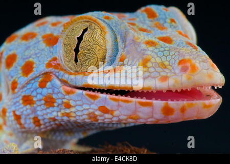Tokay Gecko / Gekko Gecko Stockfoto