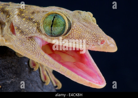 Grüne Augen Gecko / Gekko Smithii Stockfoto