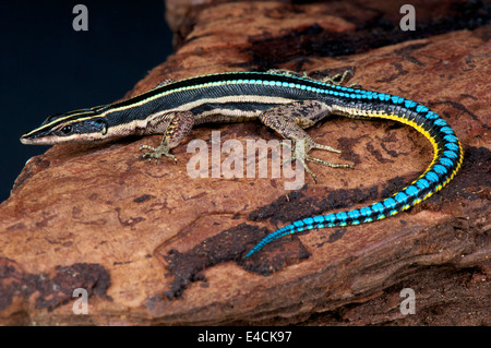 Blaue tailed Baum Eidechse / Holaspis aus Stockfoto