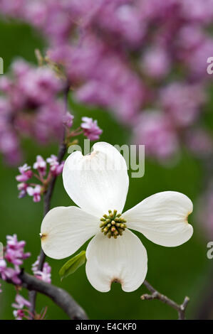 Hartriegel und Redbud Blüten Stockfoto