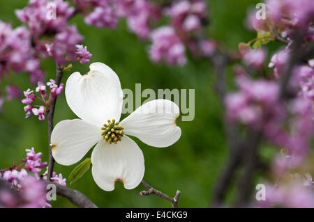 Hartriegel und Redbud Blüten Stockfoto