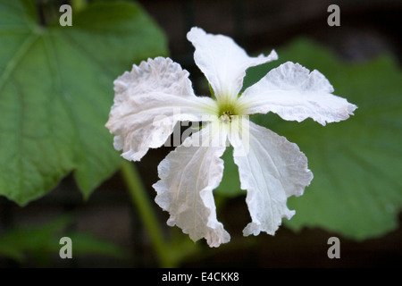 Lagenaria Siceraria Blume. Kalebasse oder Flaschenkürbis Blume. Stockfoto