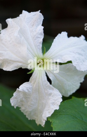 Lagenaria Siceraria Blume. Kalebasse oder Flaschenkürbis Blume. Stockfoto