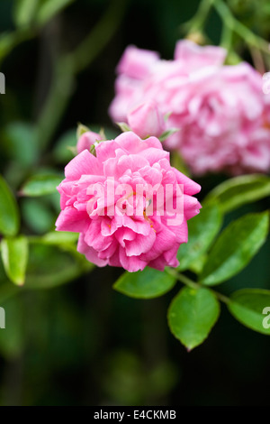 Rosa 'Dorothy Perkins'. Doppelte Rosa blühenden rambling Rose. Stockfoto