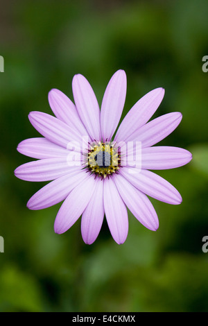 Osteospermum Killerton jucundum' Rosa 'Blumen im Garten. Cape Daisy. African Daisy. Stockfoto