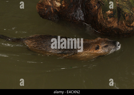 Südamerikanische Nutrias oder River Ratte (Biber brummeln) Stockfoto