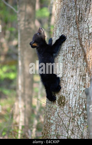 Black Bear Cub Kletterbaum im Great Smoky Mountains National Park in Tennnessee Stockfoto