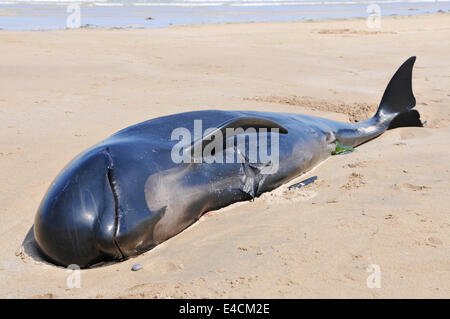 Falcarragh Strand, Donegal, Irland. 8. Juli 2014 - Ein Grindwal liegt am Strand und stirbt, nachdem er mit 11 anderen absichtlich Strände gezogen hat. Sie waren ursprünglich gerettet worden, aber ein zweites Mal gestrandet. Kredit: Stephen Barnes/Alamy News Stockfoto