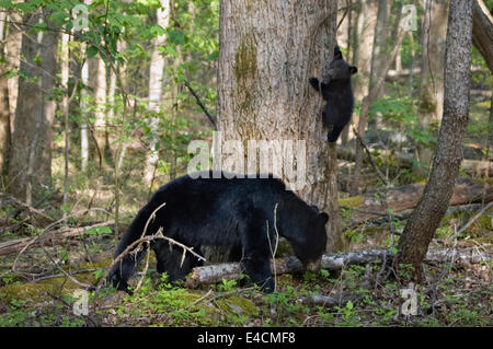 Schwarzer Bär Sau und Cub im Frühlingswald im Great Smoky Mountains National Park in Tennnessee Stockfoto
