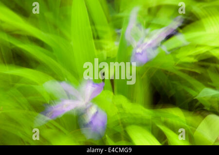 Zusammenfassung der Zwerg Crested Iris im Nationalpark Great Smoky Mountains in Tennessee Stockfoto