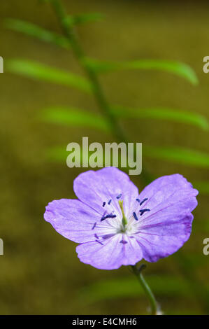 Wilden Geranien im Nationalpark Great Smoky Mountains in Tennessee Stockfoto