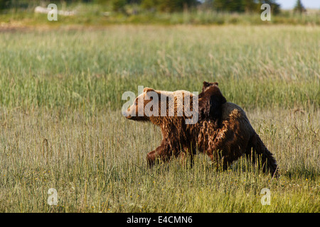 Braun oder Grizzly Bear säen mit jungen, Lake-Clark-Nationalpark, Alaska. Stockfoto