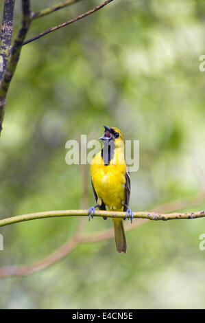 Juvenile Männchen Obstgarten Pirol singen Stockfoto