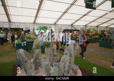 Hampton Court, 8. Juli 2014, Kakteen auf dem Display an RHS Hampton Court Palace Flower zeigen 201 Credit: Keith Larby/Alamy Live News Stockfoto