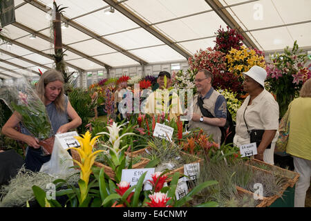 Hampton Court, 8. Juli 2014, Pflanzen zum Verkauf an der RHS Hampton Court Palace Flower zeigen 201 Credit: Keith Larby/Alamy Live News Stockfoto