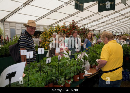 Hampton Court, 8. Juli 2014, Pflanzen zum Verkauf an der RHS Hampton Court Palace Flower zeigen 201 Credit: Keith Larby/Alamy Live News Stockfoto