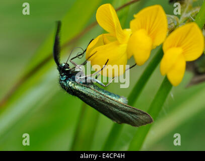 Cistus Forester Moth - Adscita Geryon männlich auf Vogel's – Foot Trefoil - Lotus Corniculatus Stockfoto