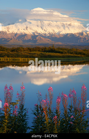 Weidenröschen und Mt. McKinley, lokal bekannt als Denali, auf Reflexion Teich, Denali-Nationalpark, Alaska. Stockfoto