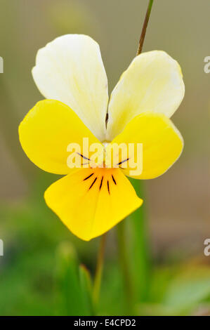 Düne Stiefmütterchen - Viola Tricolor Curtisii gemeinsame Blume von der Machair Stockfoto