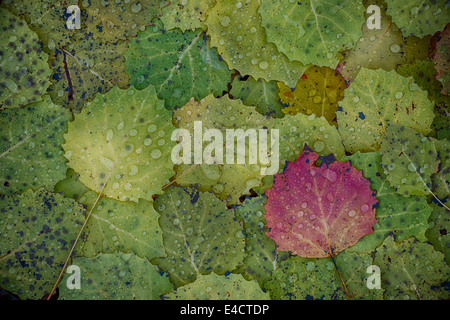 Bigtooth Aspen verlässt morgen Regentropfen Highland Recreation Area in Southeast Michigan USA eine bunte Muster erstellen. Stockfoto