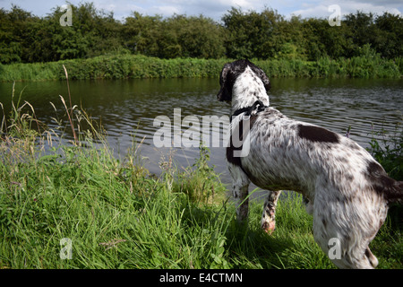 Springer Spaniel Hund mit Blick auf einen Kanal, bereit zum Tauchen. Stockfoto