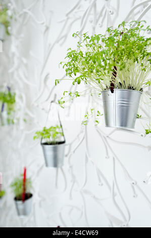 Detail der Gartenkresse Topfpflanzen in Silber Eimer und hängen von einer Vorwandinstallation Algue von Vitra Stockfoto