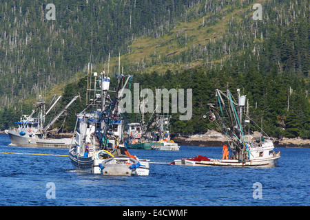 Kommerzielle Lachsfischen, Prinz-William-Sund, Chugach National Forest, Alaska Stockfoto