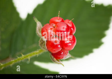 Amerikanische Rote Himbeere (Rubus Idaeus) - USA Stockfoto