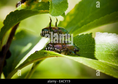 Paar japanische Käfer Paarung (Popillia Japonica) - Virginia, USA Stockfoto