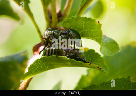 Paar japanische Käfer Paarung (Popillia Japonica) - Virginia, USA Stockfoto