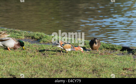 Mandarinenten in der Forest of Dean Stockfoto