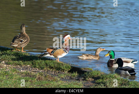 Mandarinenten in der Forest of Dean Stockfoto