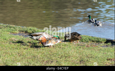 Mandarinenten in der Forest of Dean Stockfoto