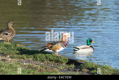 Mandarinenten in der Forest of Dean Stockfoto